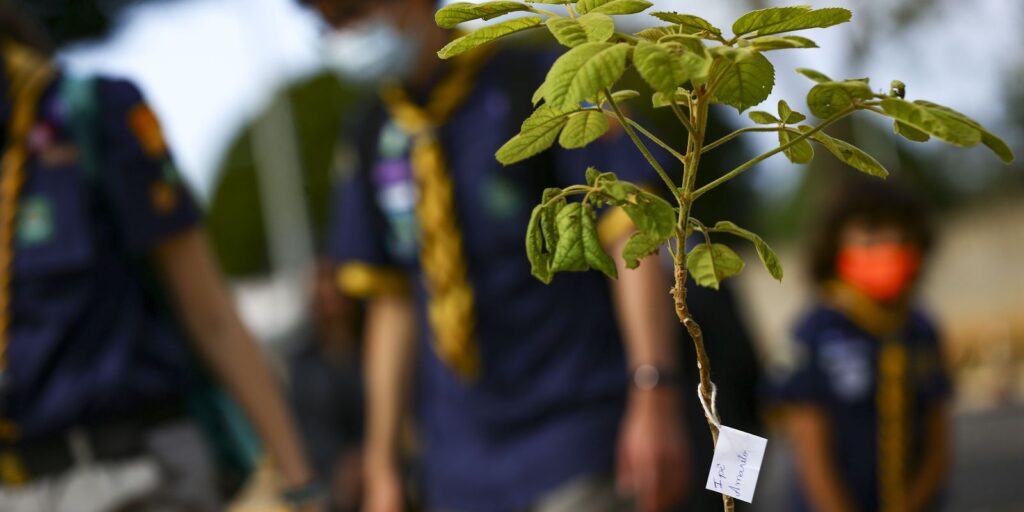 Programa de sustentabilidade do Planalto planta ipês em estacionamento