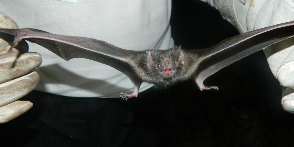 Raiva mata três crianças em Bertópolis (MG)