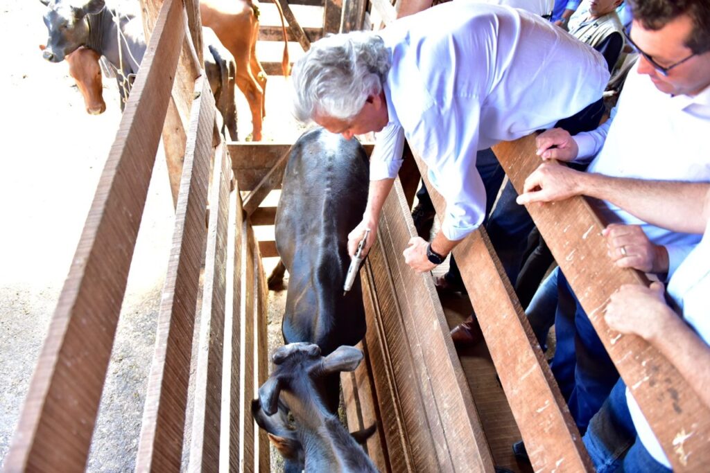 Caiado abre Campanha de Vacinação contra Aftosa e Raiva