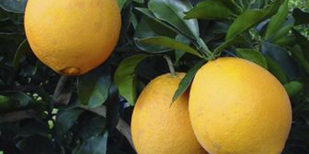 Exposição aproximará startups agrícolas de investidores privados