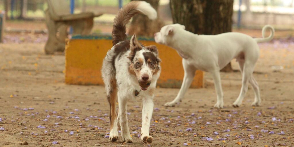 Brasília Ambiental lança campanha de castração de cães e gatos