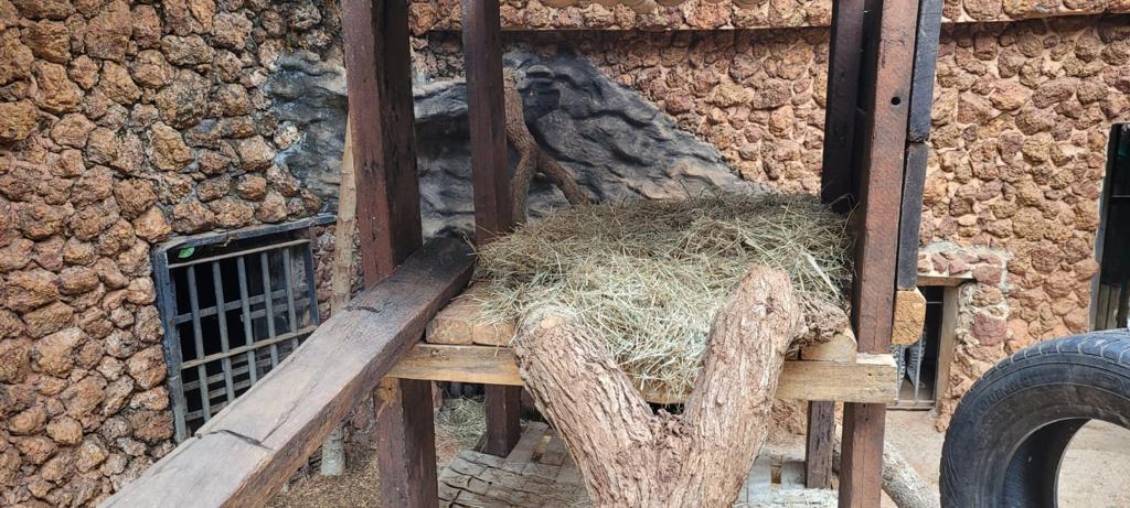 Parque Zoológico de Goiânia providencia ambiente especial para animais durante frente fria