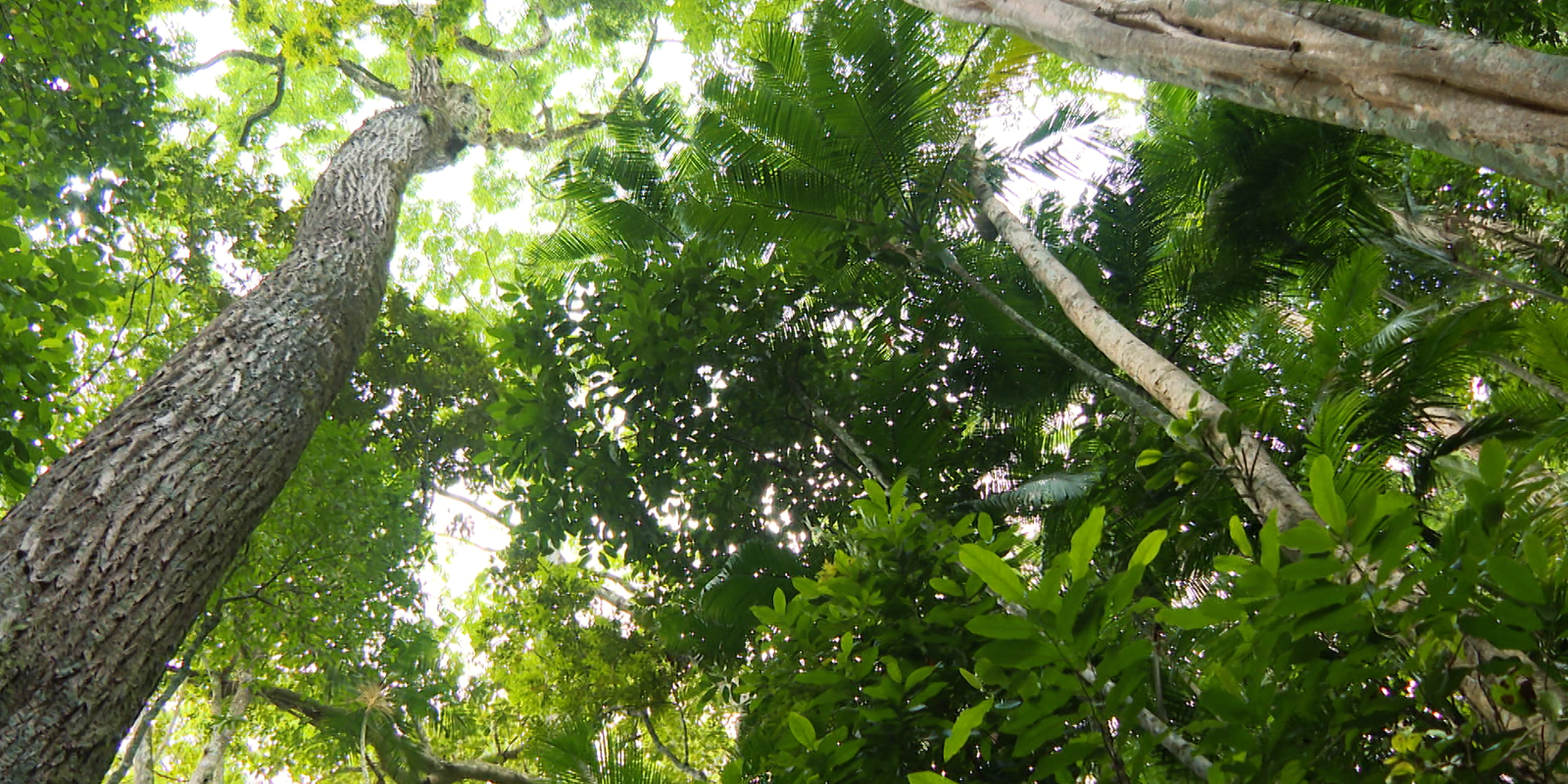 Hoje é Dia: semana traz datas sobre adoção, biodiversidade e glaucoma