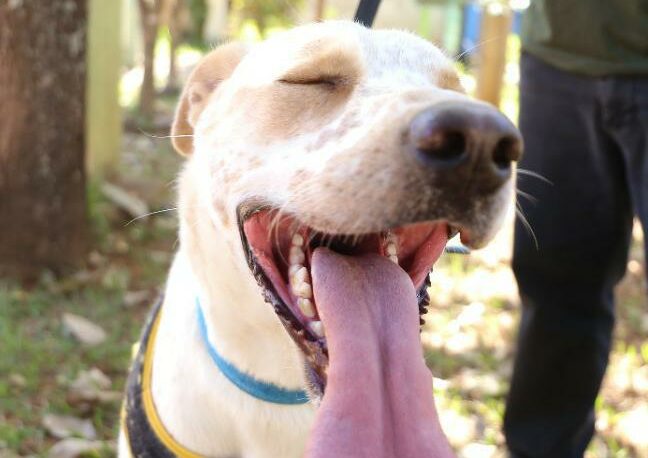 Prefeitura de Goiânia lança campanha para estimular adoção de cães e gatos abrigados no Centro de Zoonoses