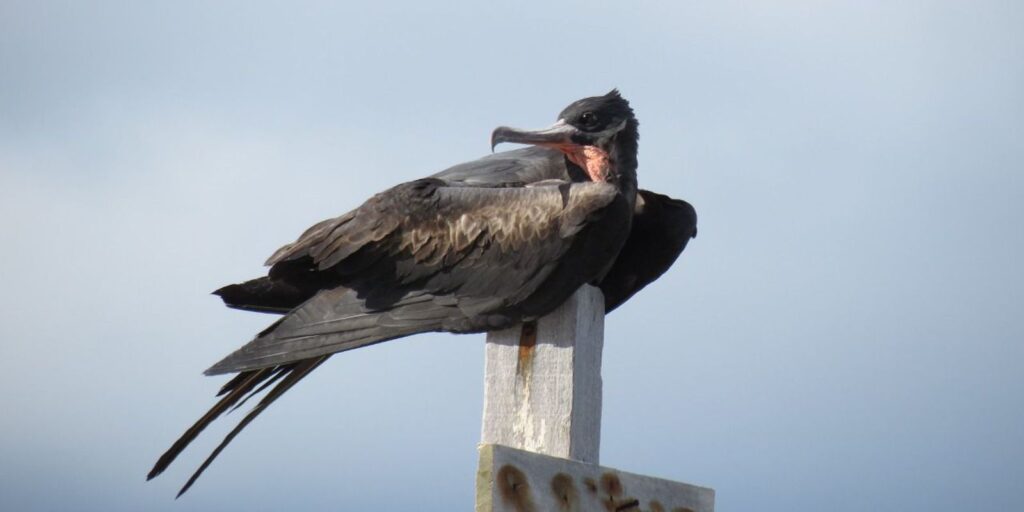 Restauração florestal da Ilha de Trindade busca salvar fragatas raras