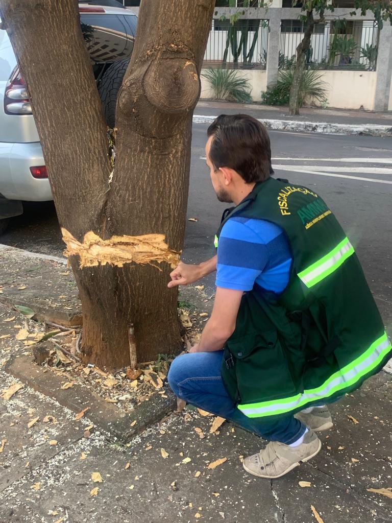 Prefeitura de Goiânia recebe denúncia de crime ambiental e flagra tentativa de matar árvore, no Setor Oeste