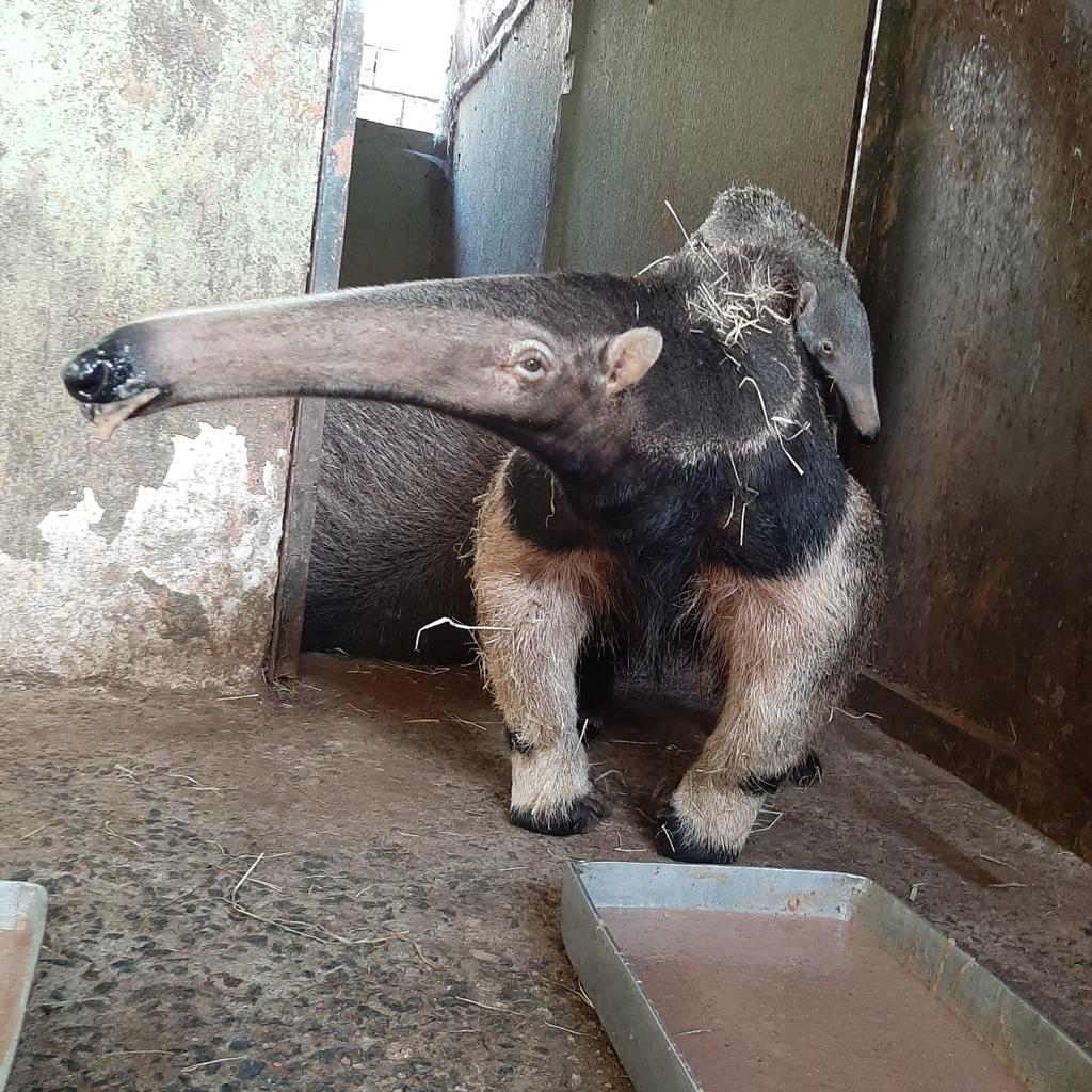 Zoológico de Goiânia apresenta novo filhote de tamanduá-bandeira, que já pode receber visitas
