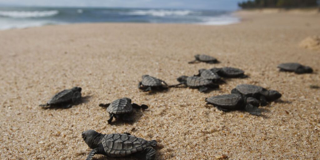 Tartaruga-verde fica fora da lista de espécies ameaçadas de extinção