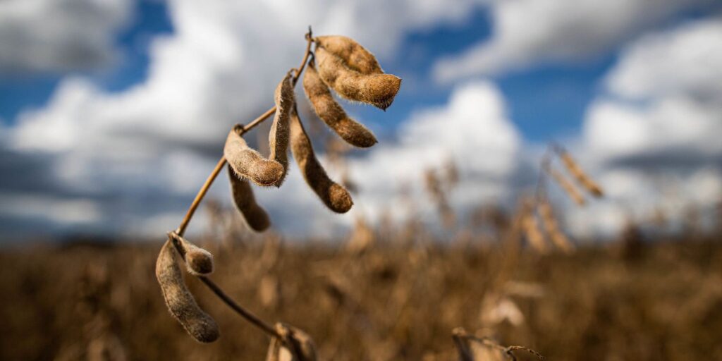 Previsão do Ipea é de estabilidade para setor agropecuário em 2022
