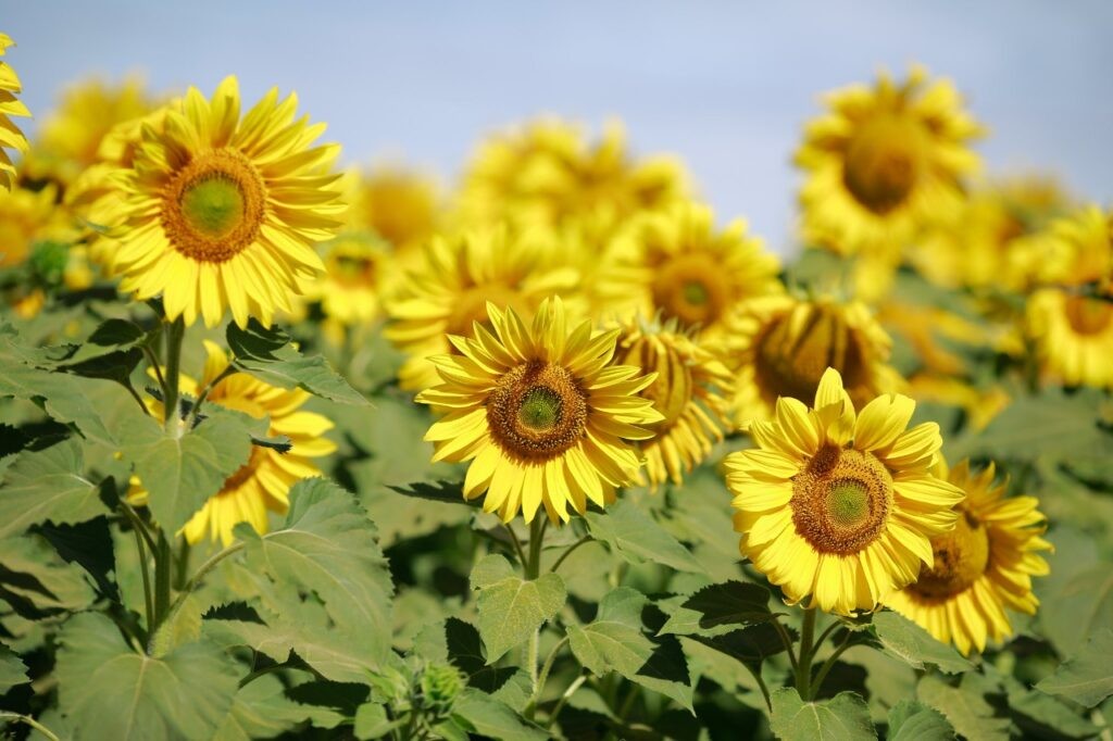 Goiás lidera a produção de sorgo e girassol no país