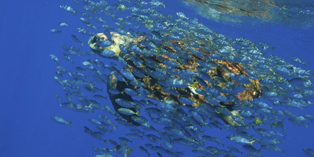 Brasil lançará sistema de monitoramento do Oceano Atlântico