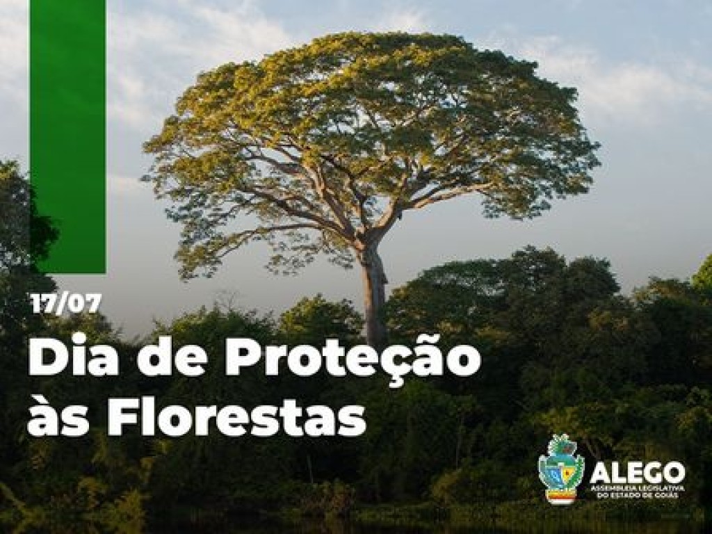 No Dia de Proteção às Florestas, o momento é de alerta e atenção para as consequências da devastação ambiental