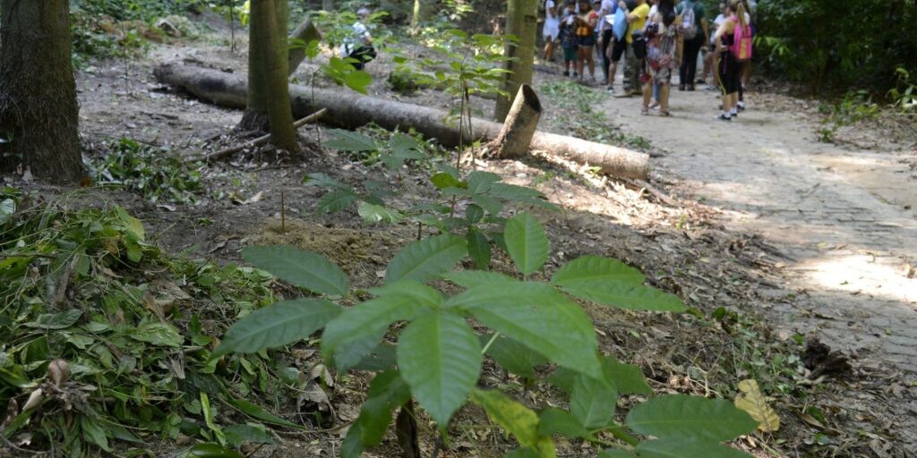 Parque Nacional da Tijuca tem atividades do evento Um dia no Parque