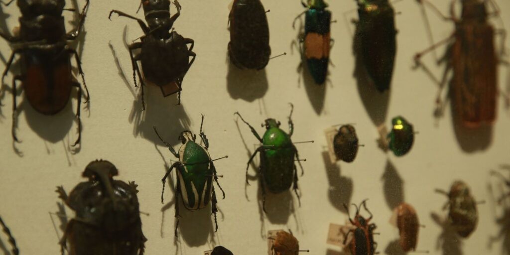 Biodiversidade de insetos no Brasil está em queda, mostra estudo