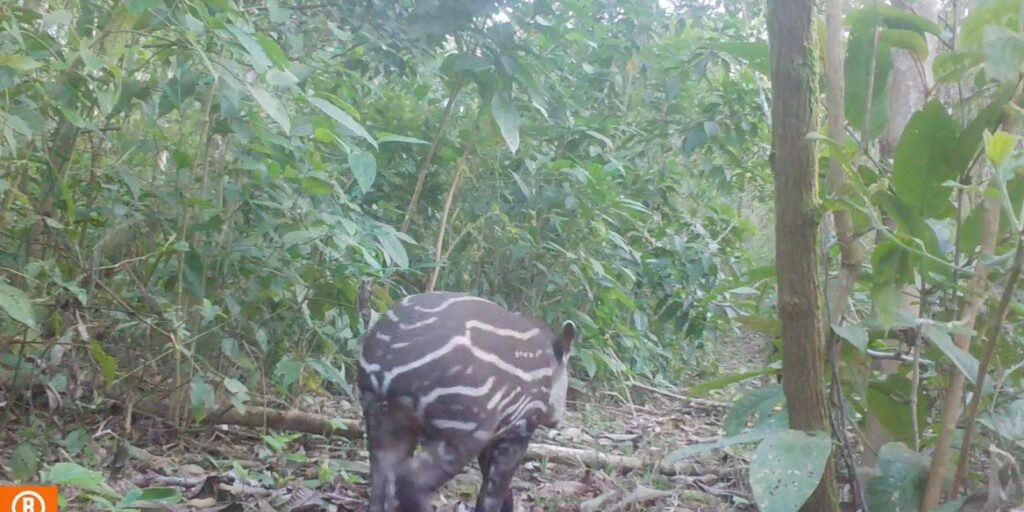 Cresce população de antas na natureza, no estado do Rio de Janeiro
