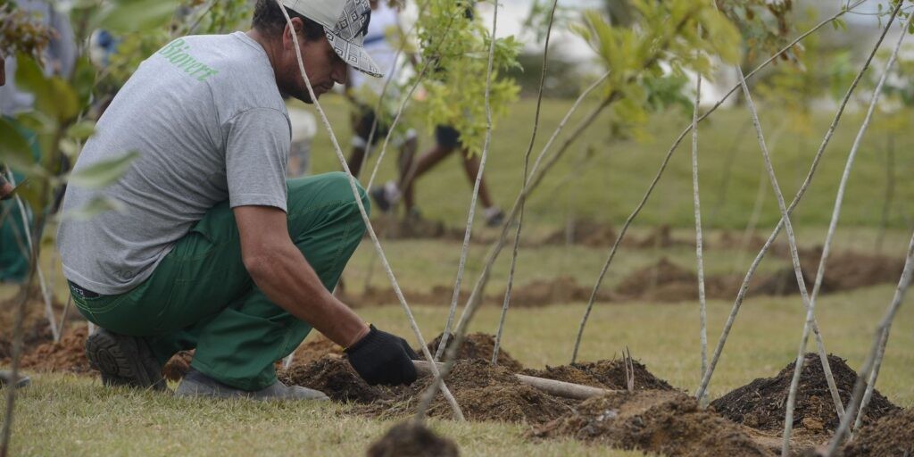 Dia da Árvore: projeto ajuda a reflorestar bioma 100% brasileiro