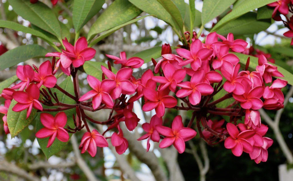 Prefeitura de Goiânia recomenda espécies de árvores adequadas para plantio em calçadas