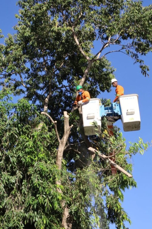 Prefeitura de Goiânia fará retirada de mais 70 jamelões, neste sábado (24/09) e domingo (25/09), na Avenida Fued José Sebba, no Jardim Goiás