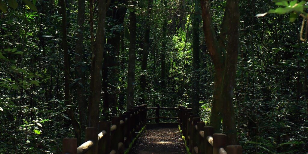 Bolsonaro sanciona redução da Floresta Nacional de Brasília