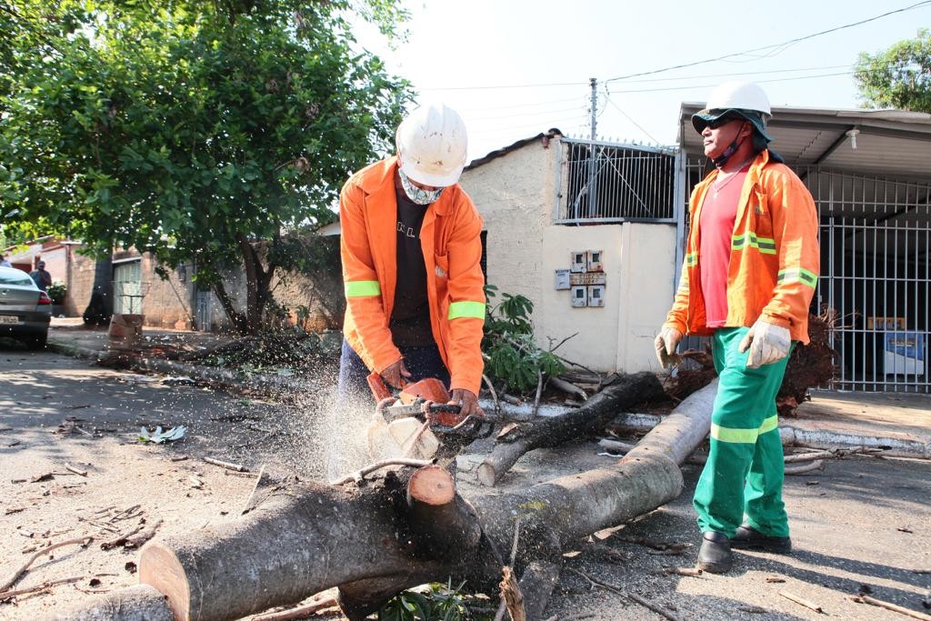 Prefeitura de Goiânia recolhe 27 árvores caídas em 18 setores, após chuvas desta quinta-feira (29/09)