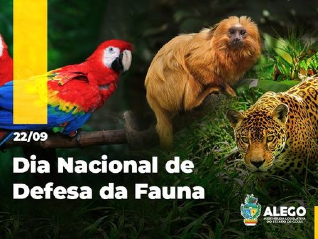 Os bichos precisam de cuidado