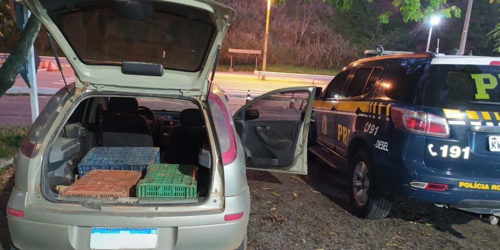 PRF resgata papagaios amontoados em gaiolas e caixas de papelão