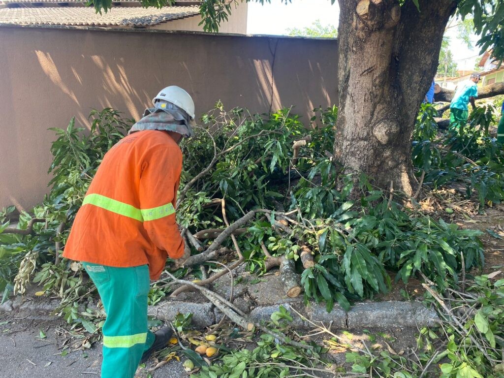 Prefeitura de Goiânia recolhe 120 árvores e 161 galhadas em 18 setores, após forte chuva de domingo (23/10) e segunda-feira (24/10)