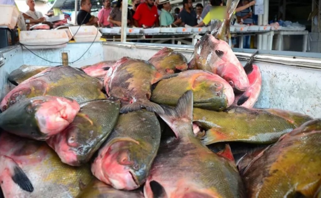 Proprietários de peixarias e afins têm até o dia 31 de outubro para declarar seus estoques