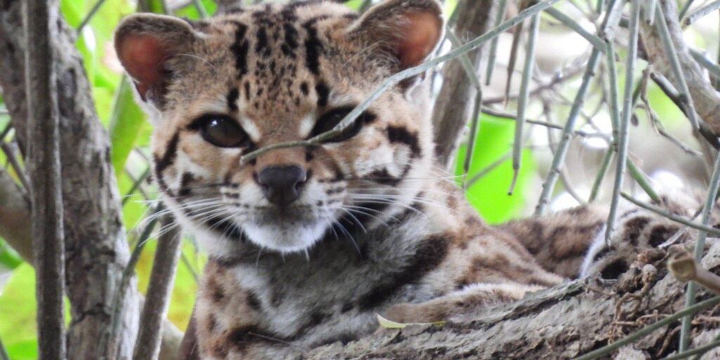 Espécie rara de felino ameaçada de extinção é avistada no norte do RJ