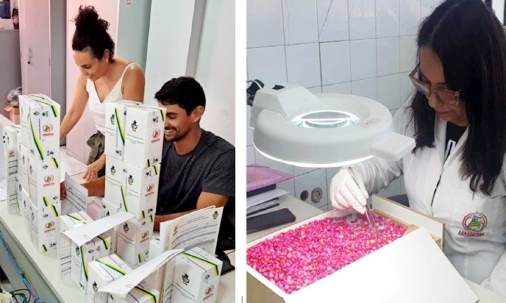 Agrodefesa avalia sementes comercializadas no mercado goiano