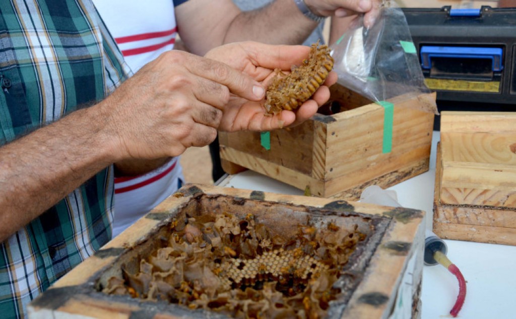 Governo do Tocantins promove seminários sobre importância das abelhas para a segurança alimentar