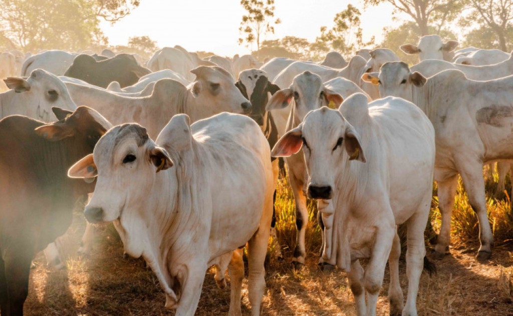 Investimentos do Governo do Tocantins garantem avanço da Defesa Agropecuária em 2022