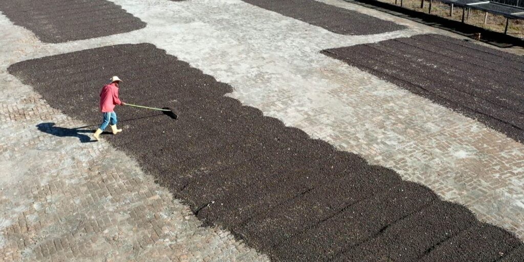 Cafés especiais de Minas Gerais são destaque do Caminhos da Reportagem