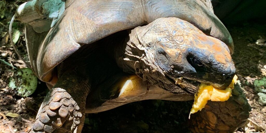 Campanha busca encontrar jabutis monitorados no Parque da Tijuca