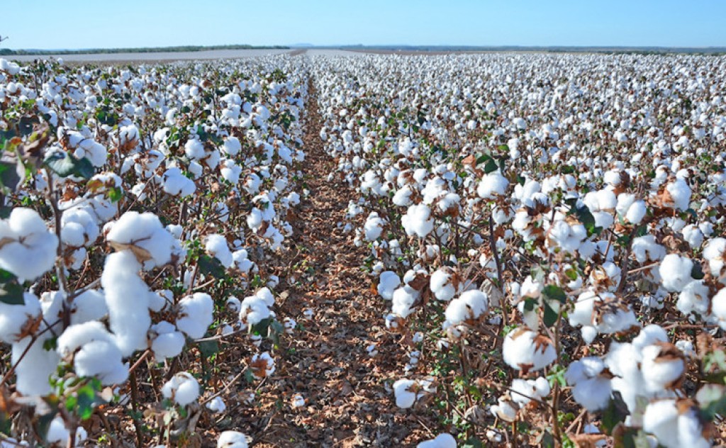 Janela de plantio de algodão no Tocantins abrirá dia 21 de novembro