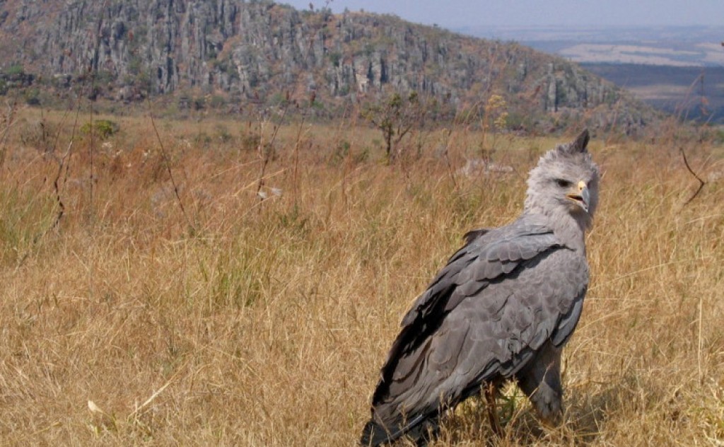 Naturatins localiza ninho de águia em perigo de extinção no Tocantins