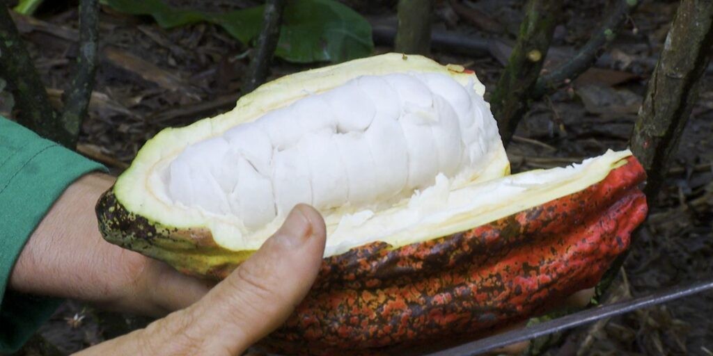 Cacau do sul da Bahia é tema do Caminhos da Reportagem