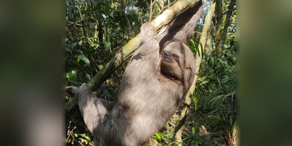 Parque Nacional da Tijuca abriga maior preguiça em floresta urbana