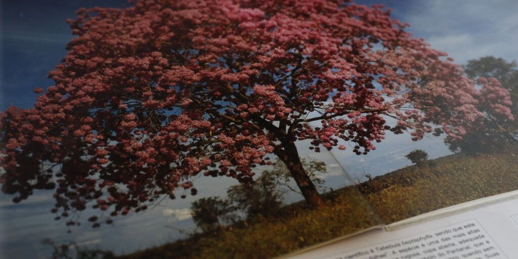 Bioma do Pantanal é atração da semana no Jardim Botânico do Rio