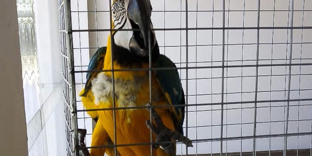 Araras feridas são resgatadas durante fiscalização de clube no Rio