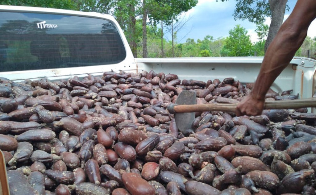 Naturatins incentiva o agroextrativismo na região do Jalapão