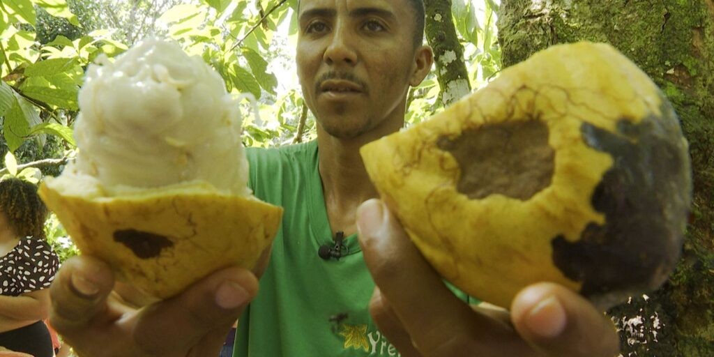 Cacau do sul da Bahia ressurge focado na qualidade e com certificação