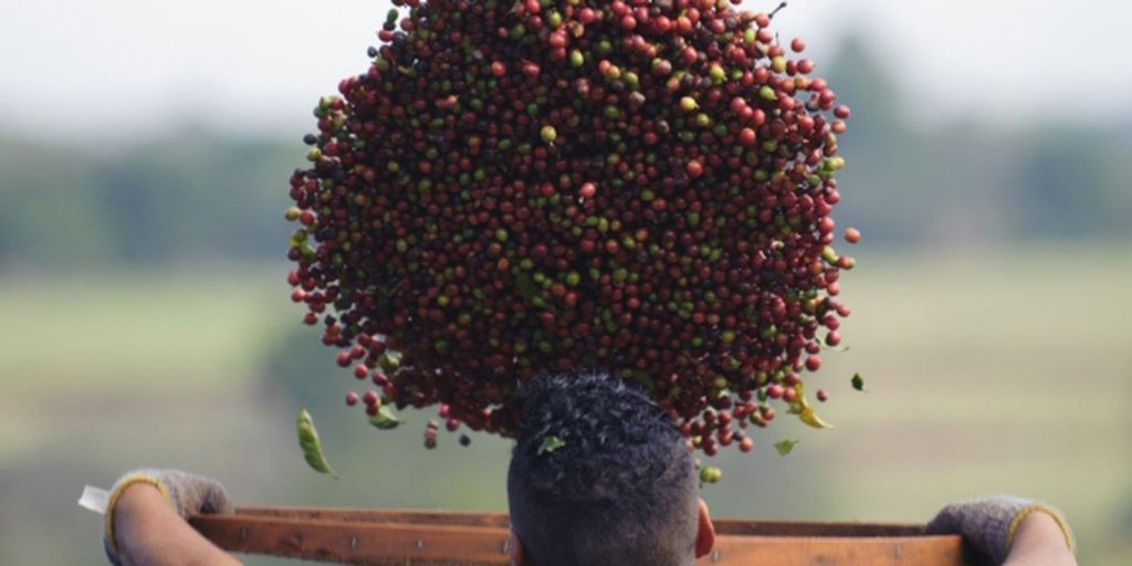 Premiação elege melhores cafés do Brasil nesta semana