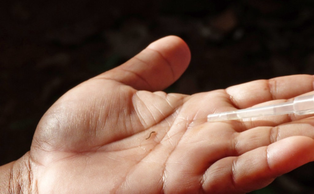 Saúde promove curso de Atualização em Vigilância, Diagnóstico e Manejo Clínico em Chikungunya