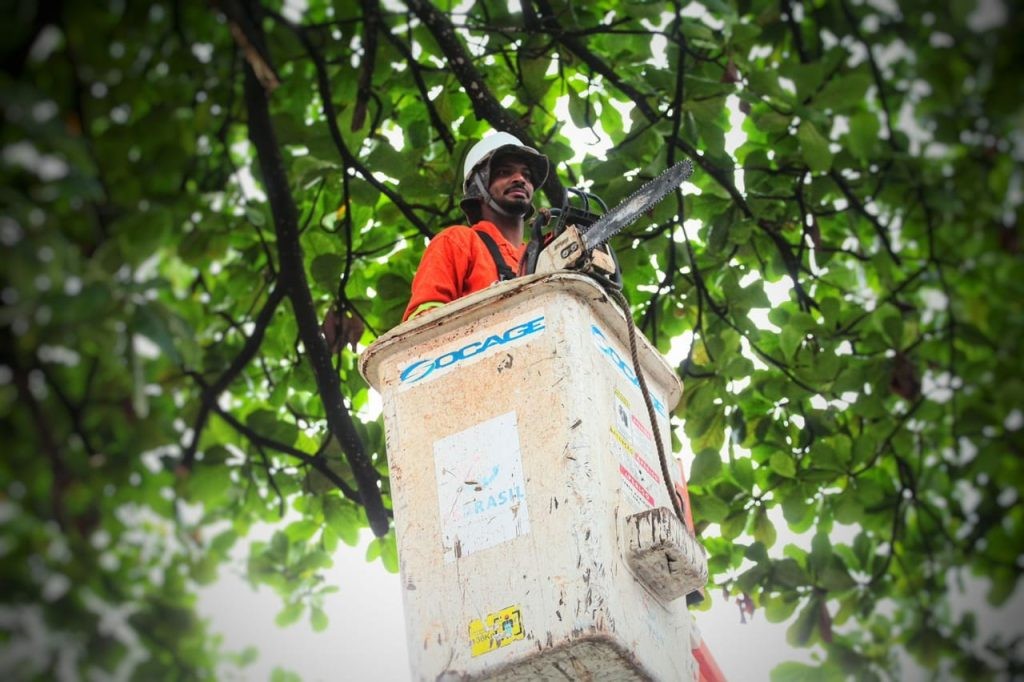 Prefeitura de Goiânia faz poda programada e preventiva de árvores para evitar quedas neste período chuvoso, em 40 bairros