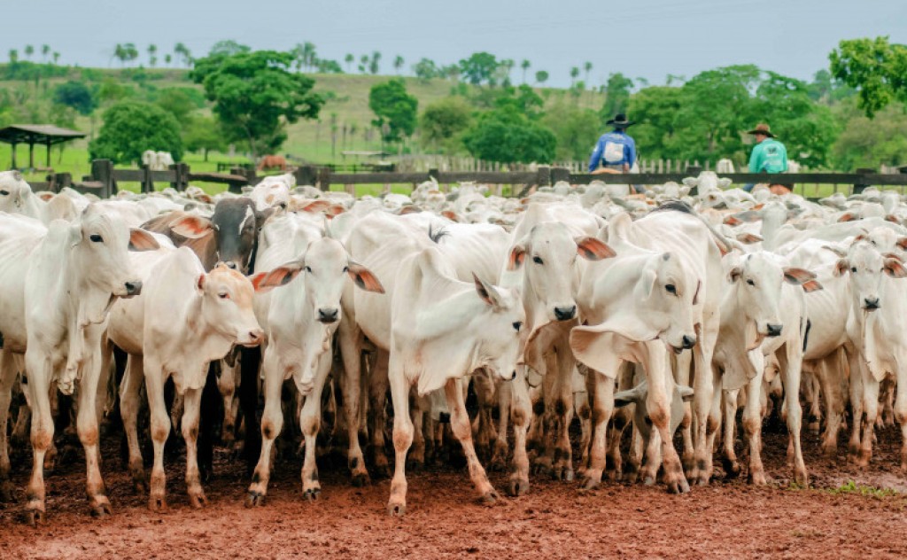 Campanha de vacinação contra a febre aftosa encerra neste sábado, 17