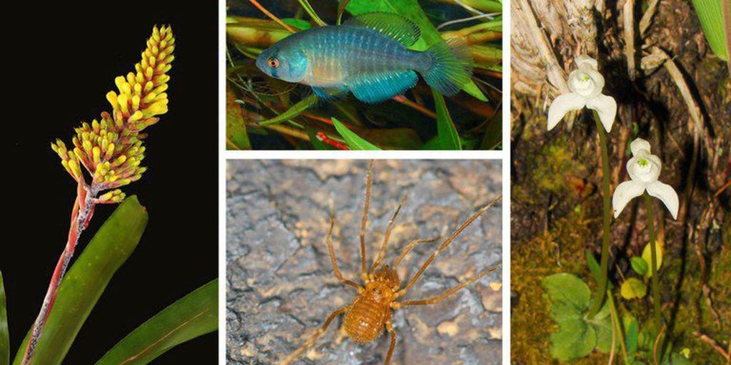 Áreas de conservação de espécies somam 62 milhões de hectares no país