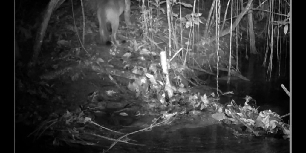 Onça-parda é registrada pela primeira vez na Ilha Grande, no Rio