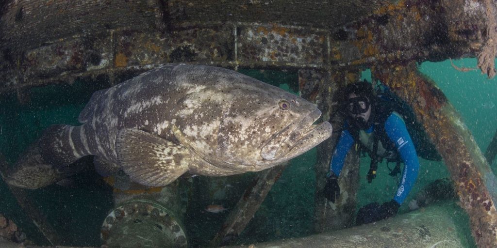 Prêmio de conservação da biodiversidade marinha prorroga inscrições