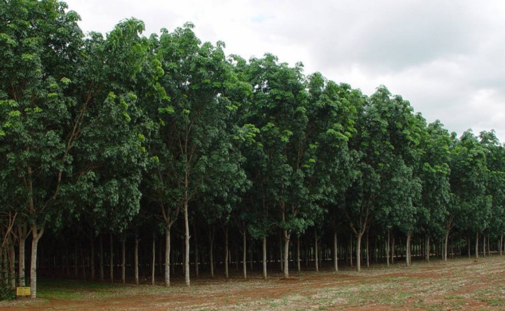 Governo do Tocantins capacita produtores sobre heveicultura na região central do Estado